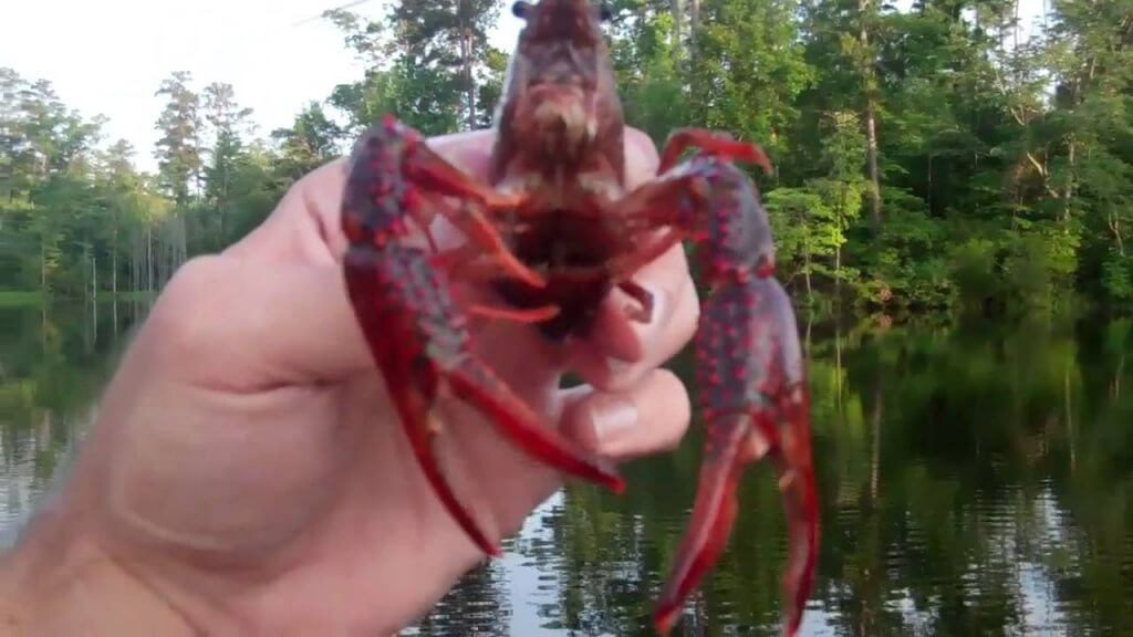 Bass Fishing With Crawfish Lure! Bass Blab