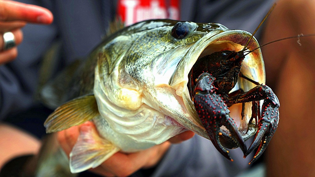 What Is More Important to Bass in the Spring, Their Nesting Bed or Their Food? Bass Blab
